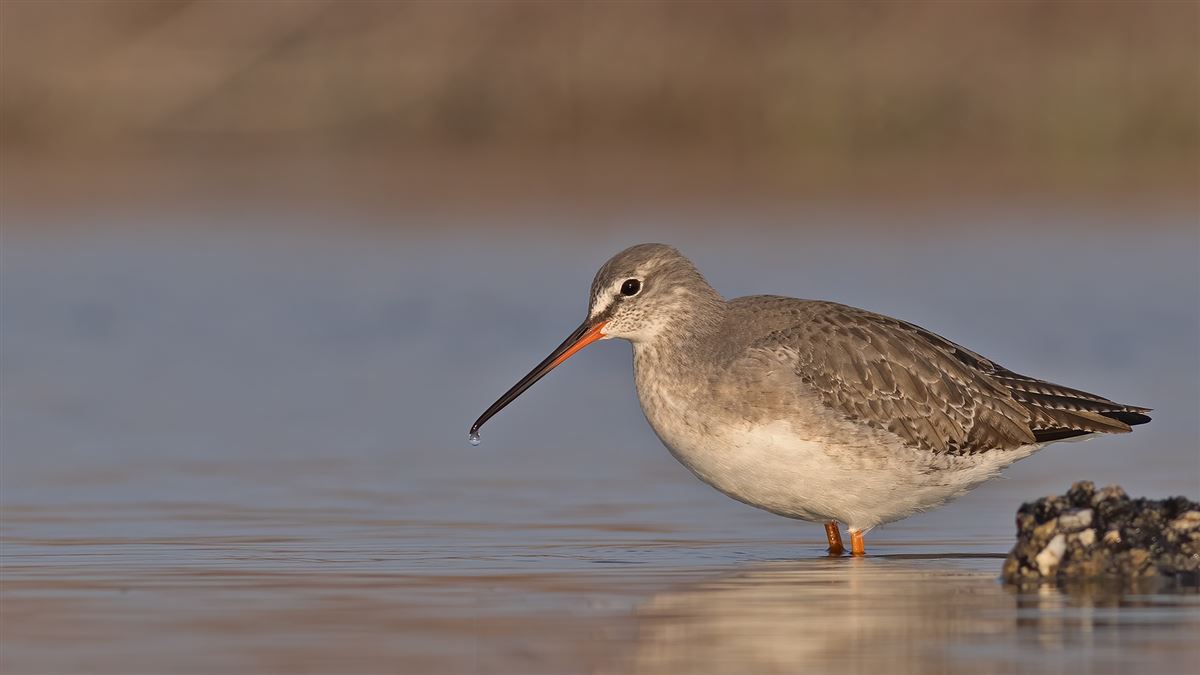 Spotted Redshank