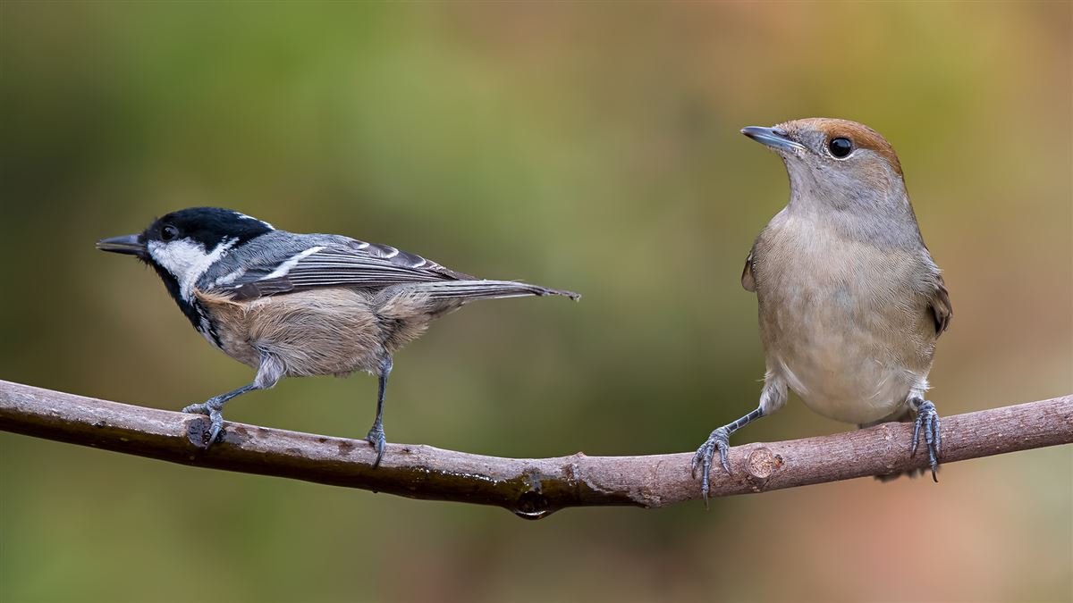 Eurasian Blackcap