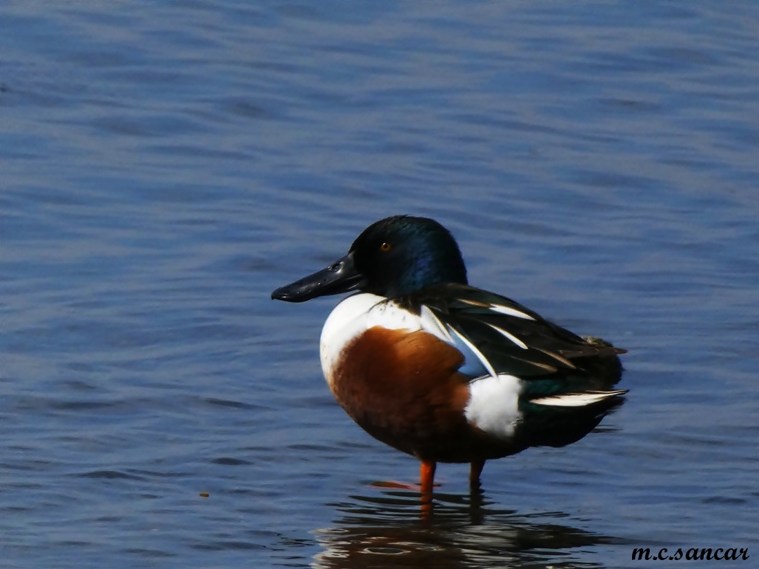 Northern Shoveler