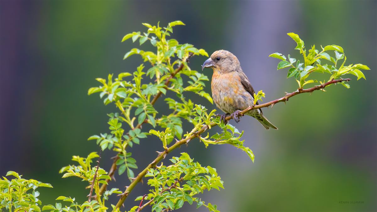 Red Crossbill