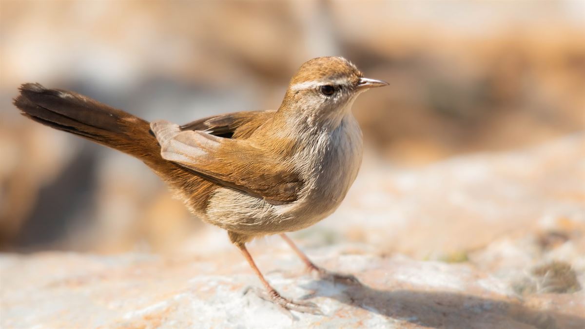 Cetti`s Warbler