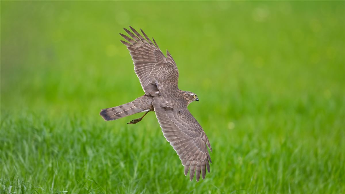 Eurasian Sparrowhawk