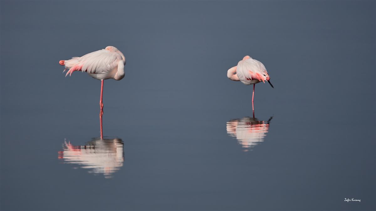 Greater Flamingo