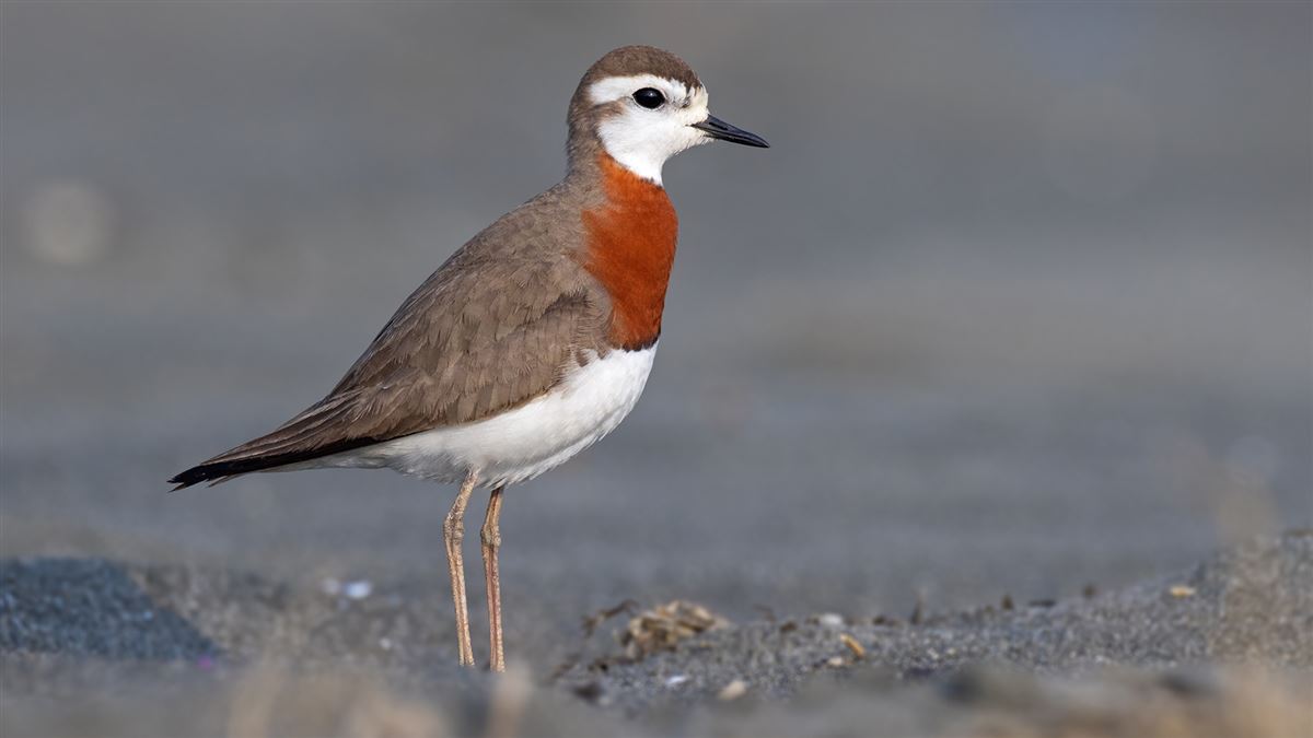 Caspian Plover