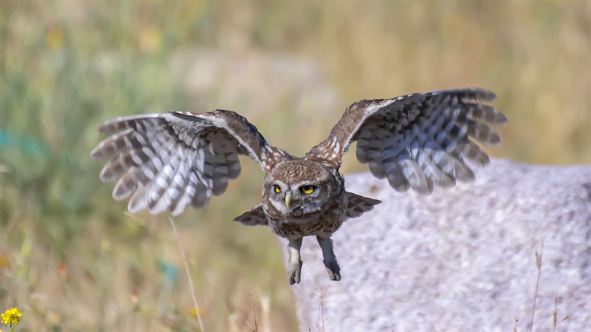 Little Owl