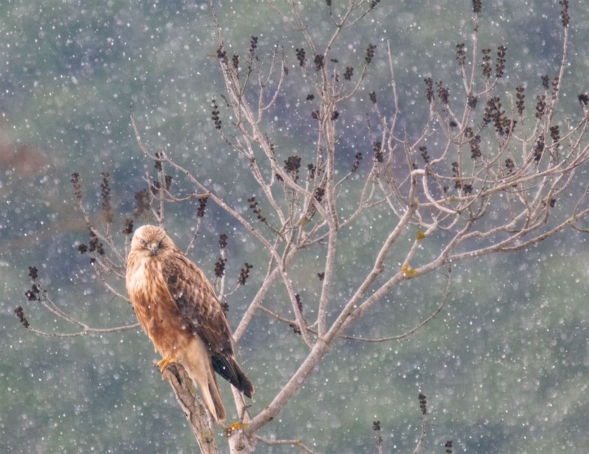 Long-legged Buzzard
