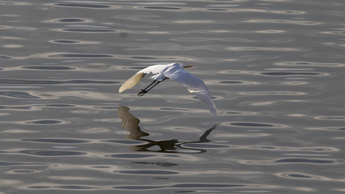 Great Egret