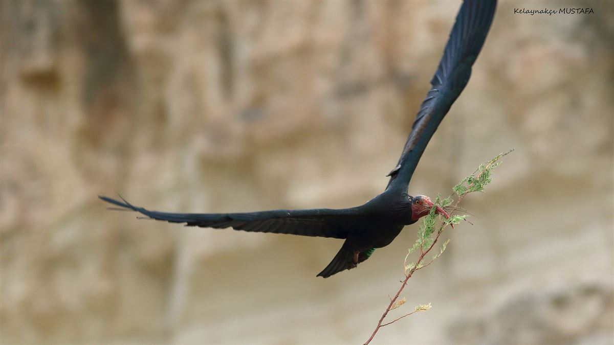 Northern Bald Ibis