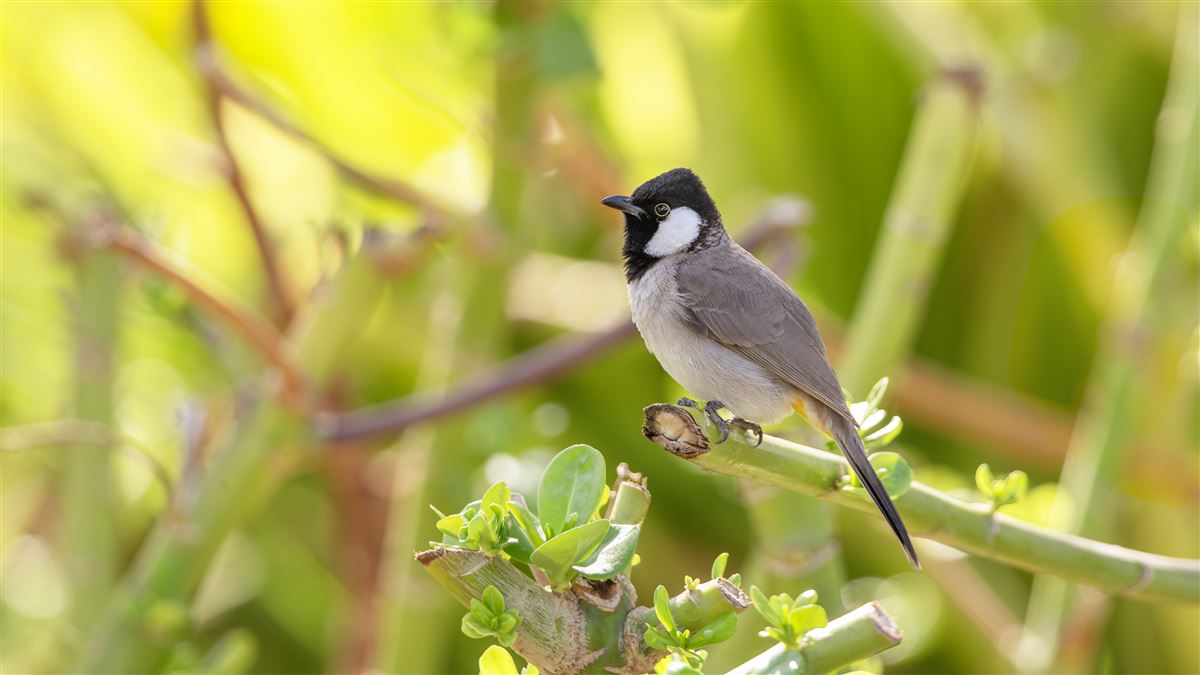 White-eared Bulbul