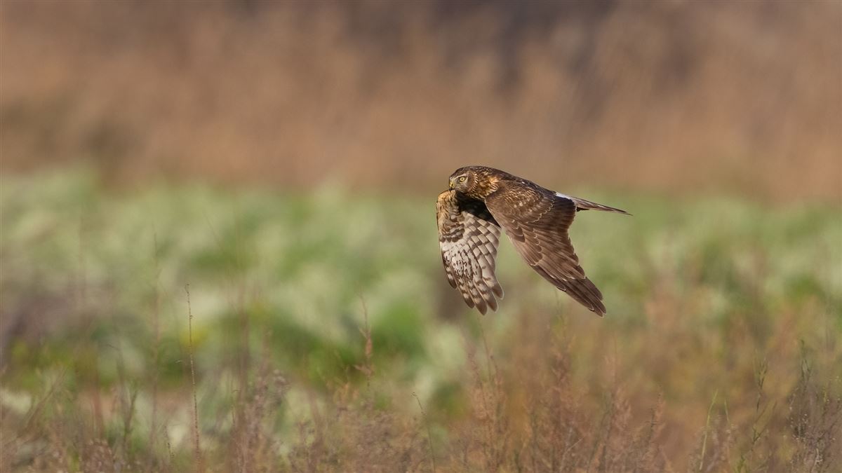 Hen Harrier