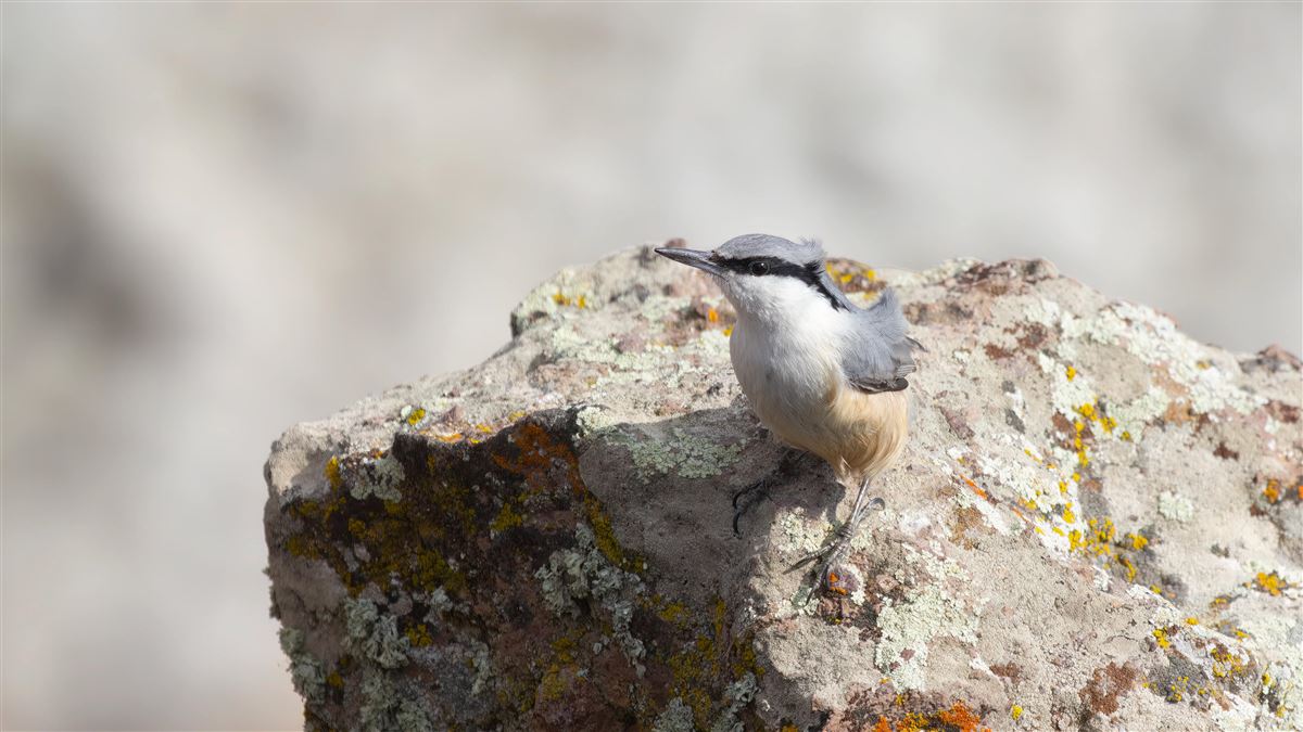 Western Rock Nuthatch