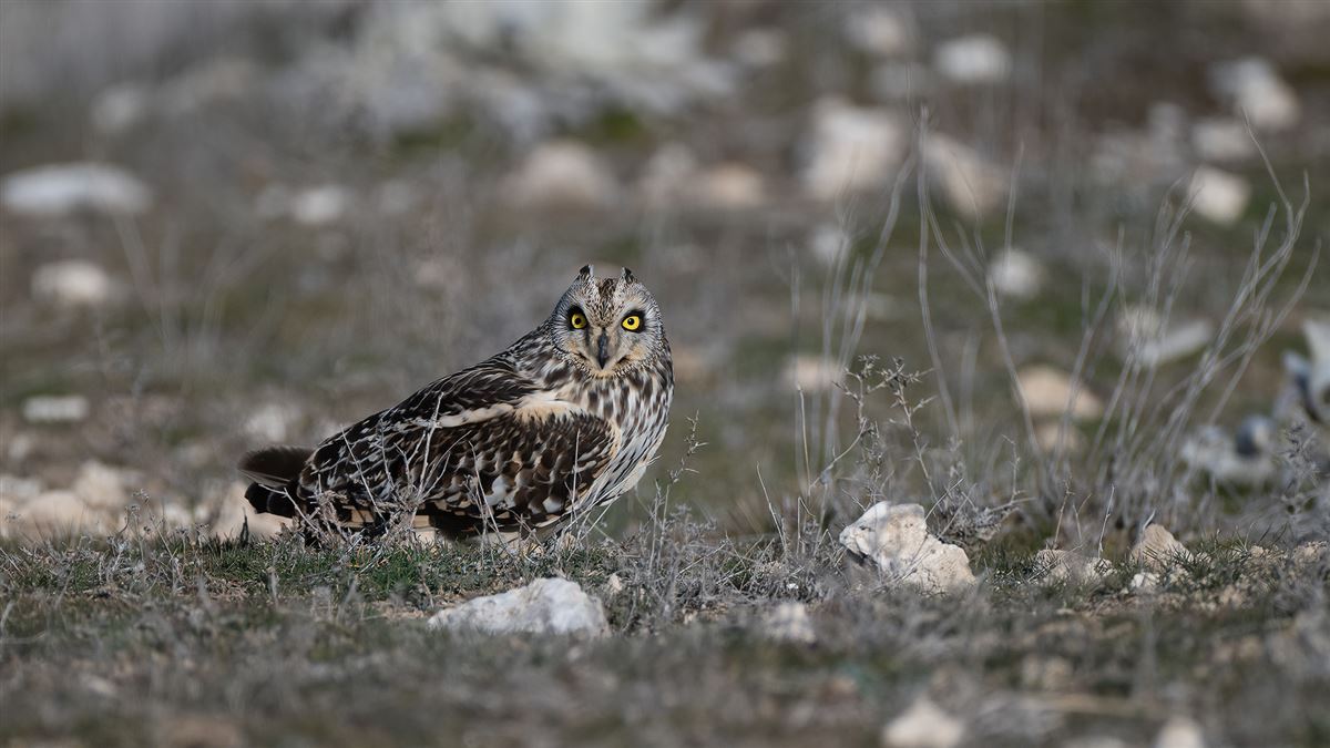 Short-eared Owl