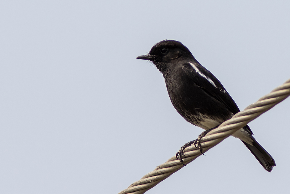 Pied Bush Chat