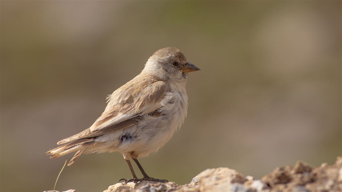 White-winged Snowfinch