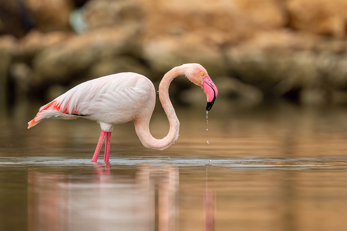 Greater Flamingo