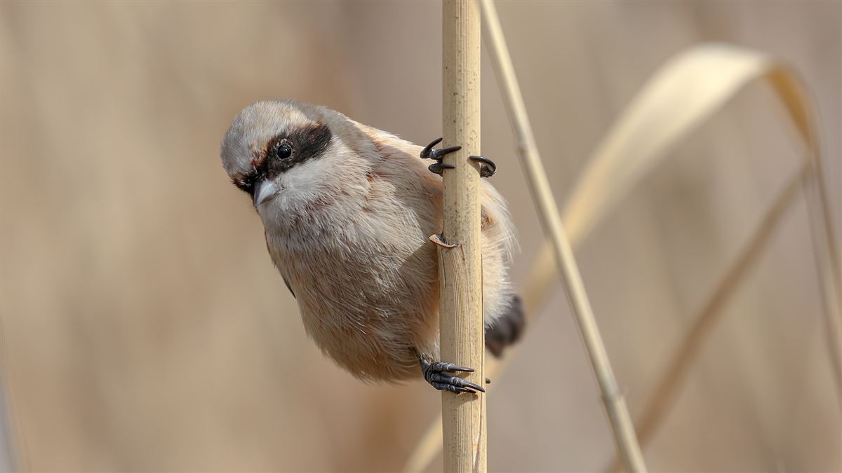 Eurasian Penduline Tit