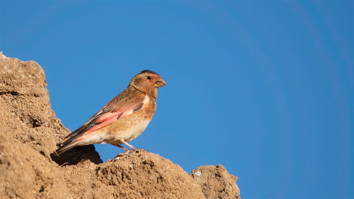 Crimson-winged Finch