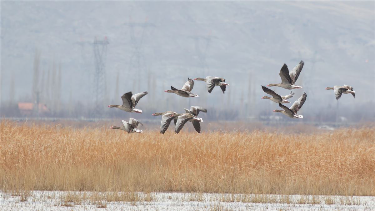 Greylag Goose