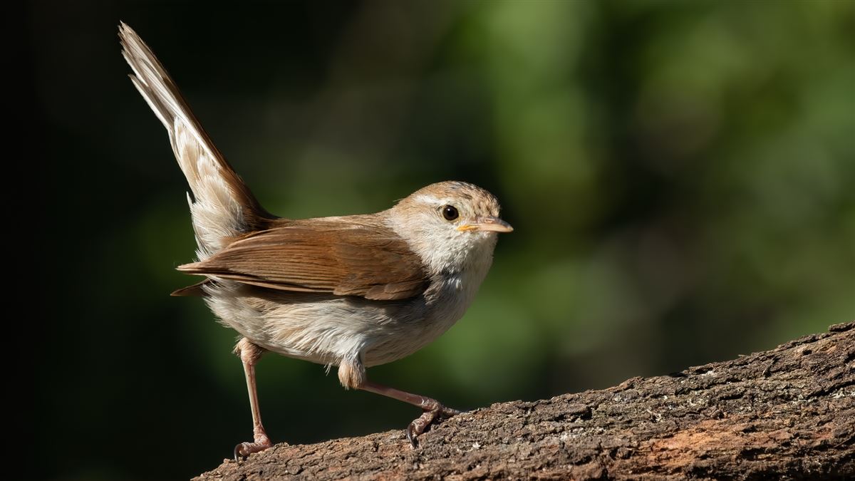 Cetti`s Warbler