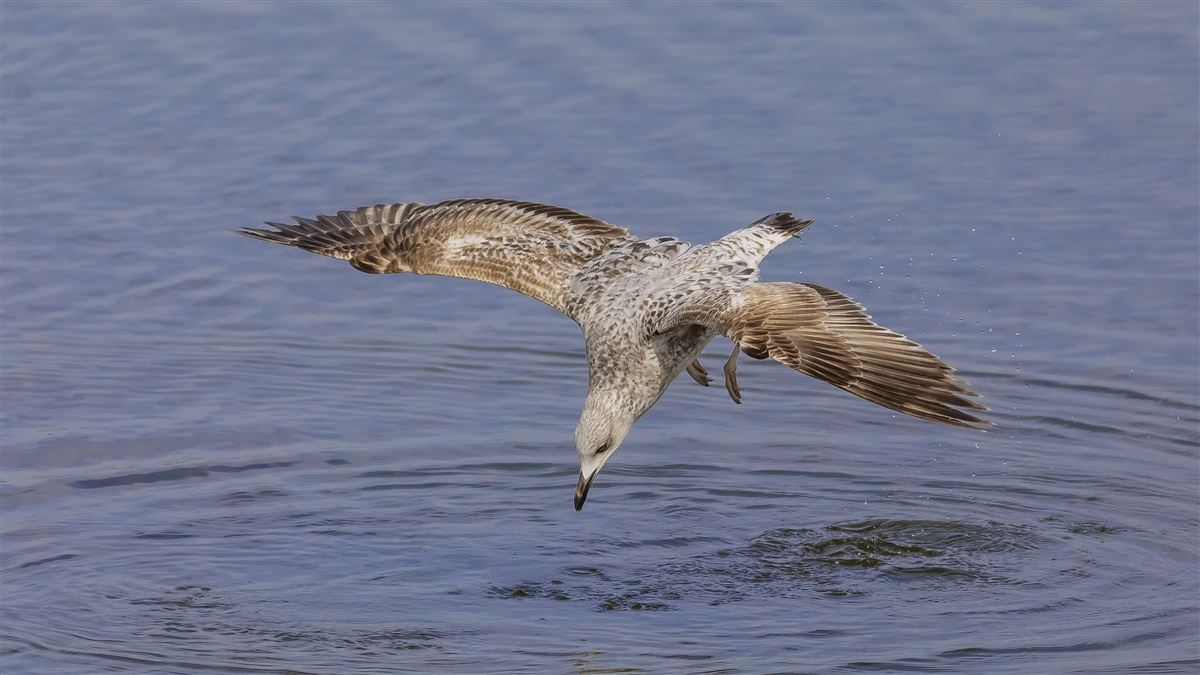 Yellow-legged Gull