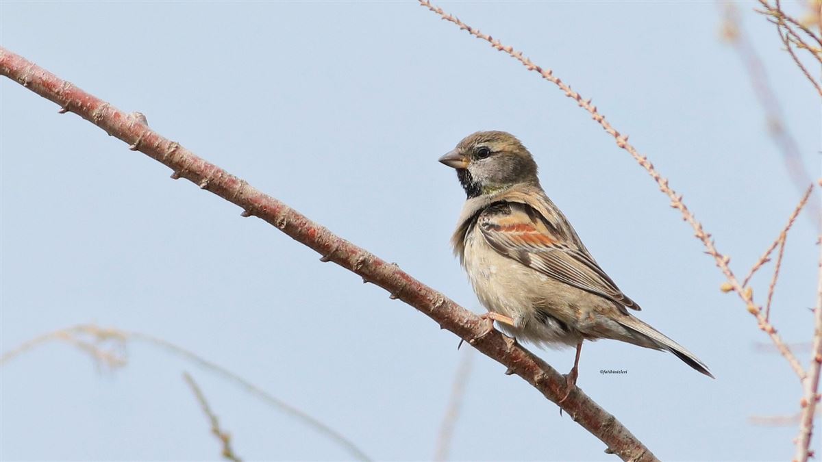 Dead Sea Sparrow