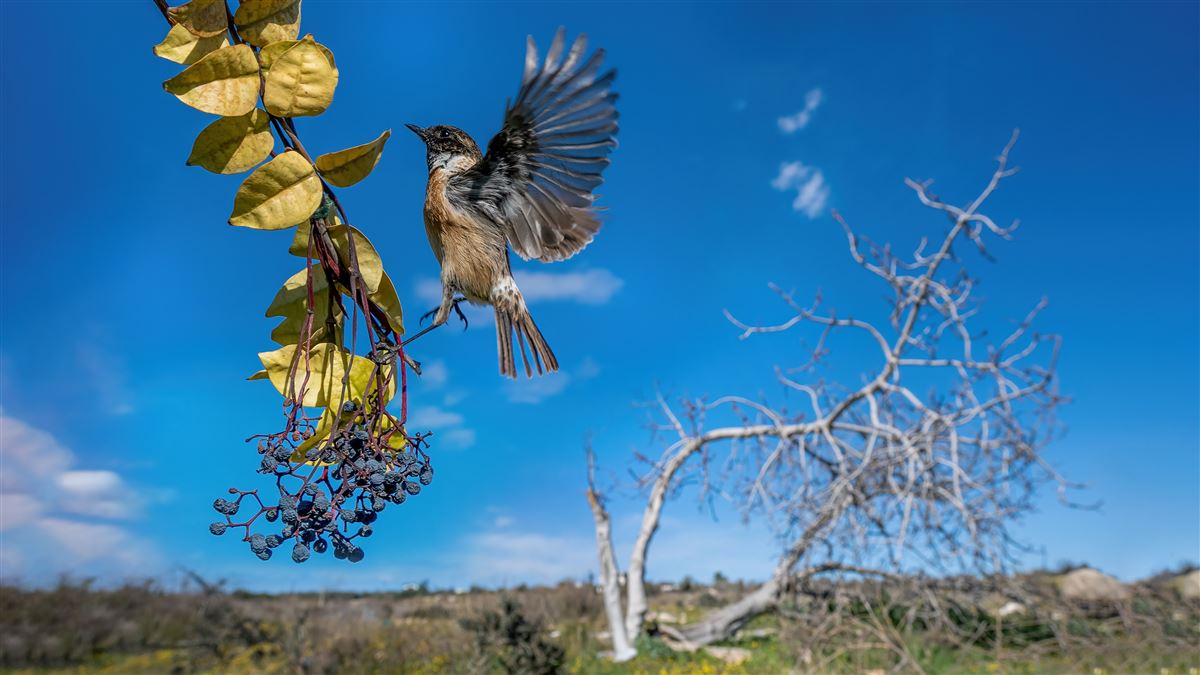 European Stonechat