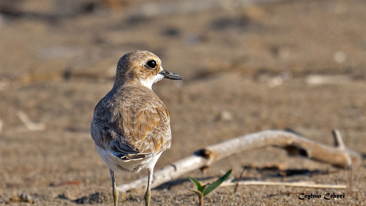 Greater Sand Plover