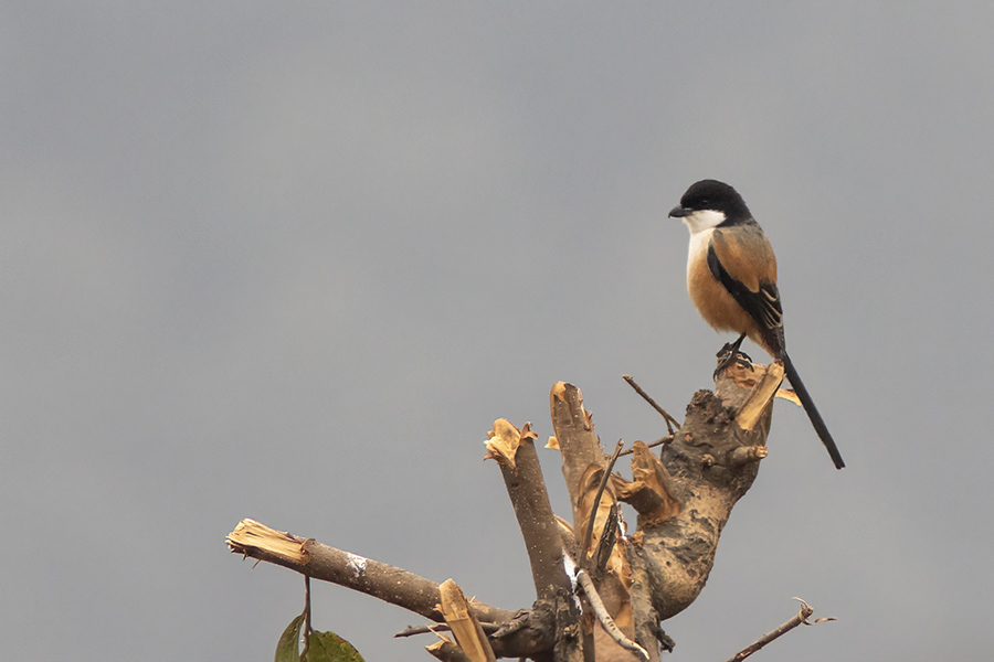 Long-tailed Shrike