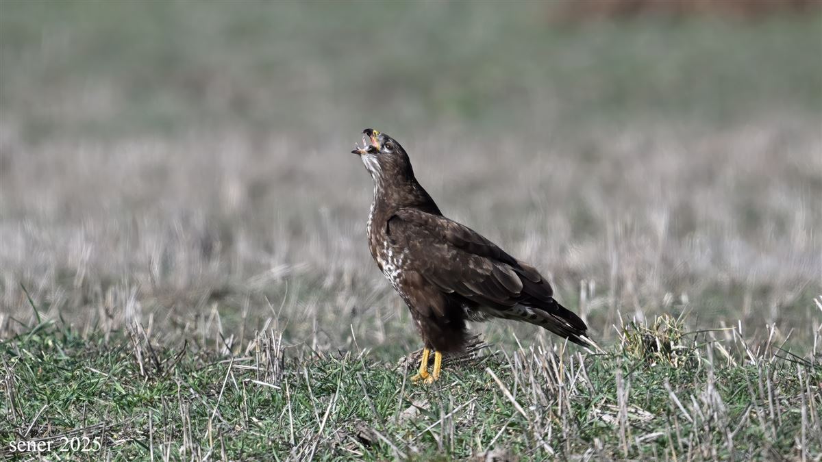 Common Buzzard