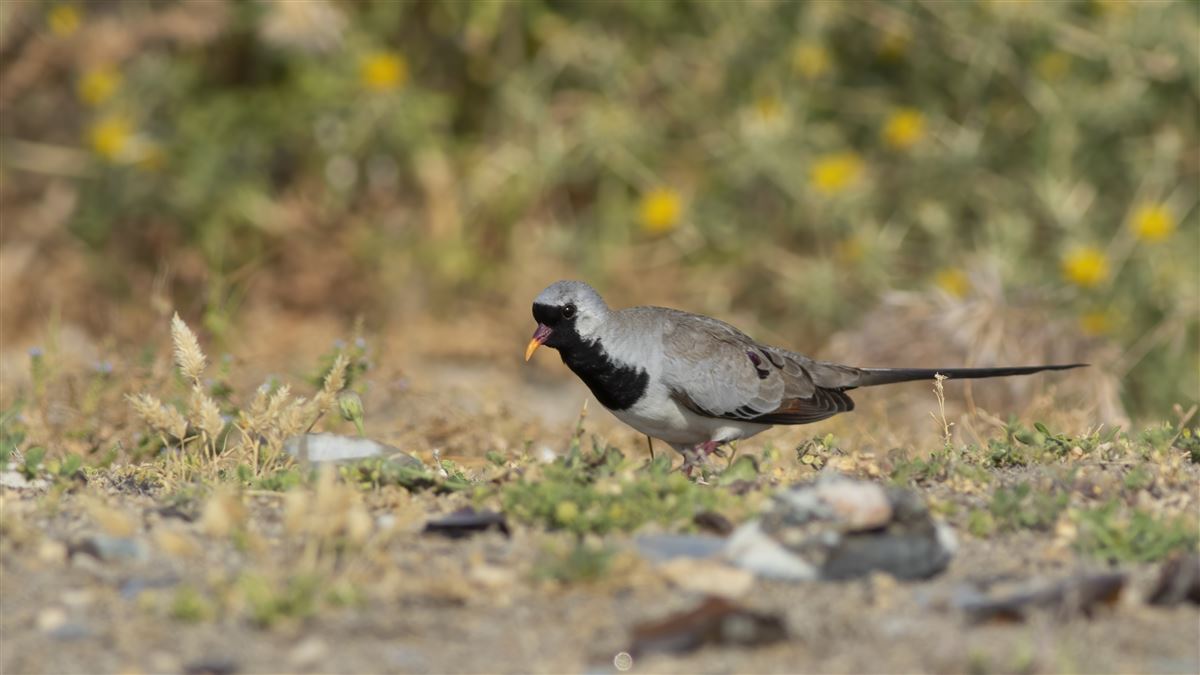 Namaqua Dove