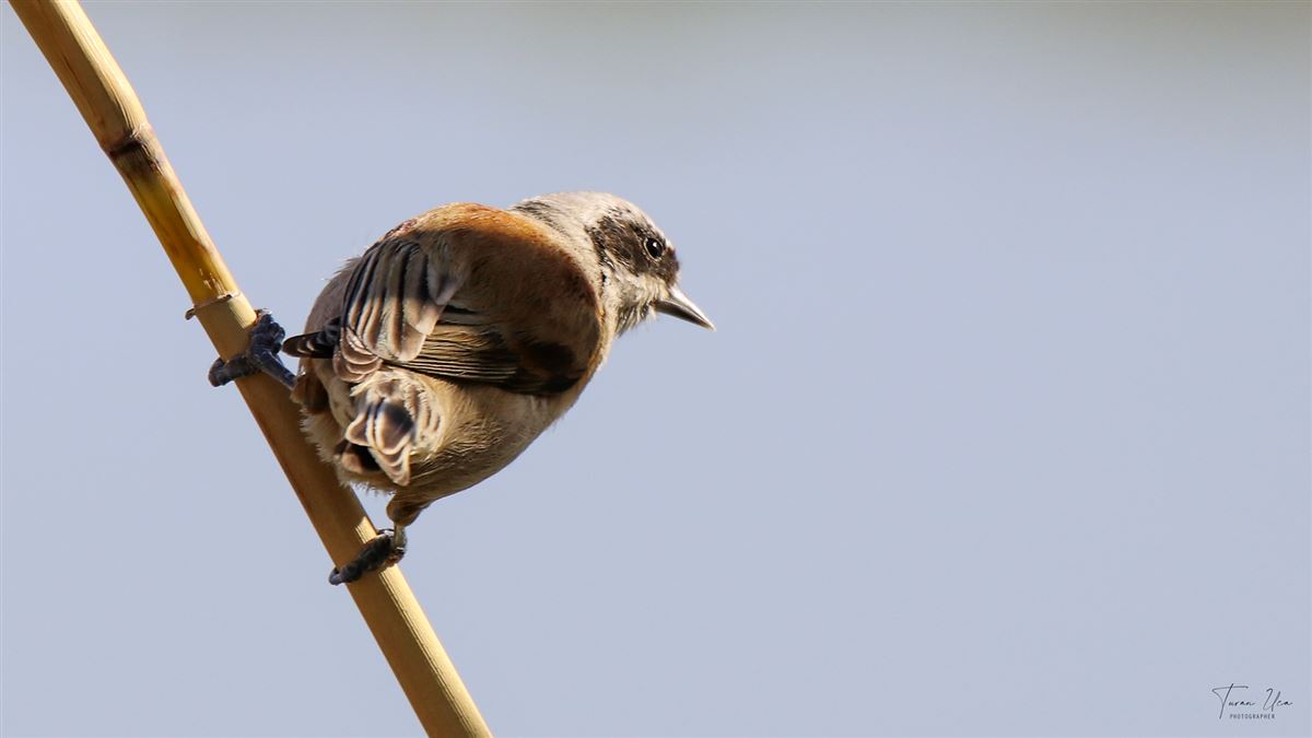 Eurasian Penduline Tit