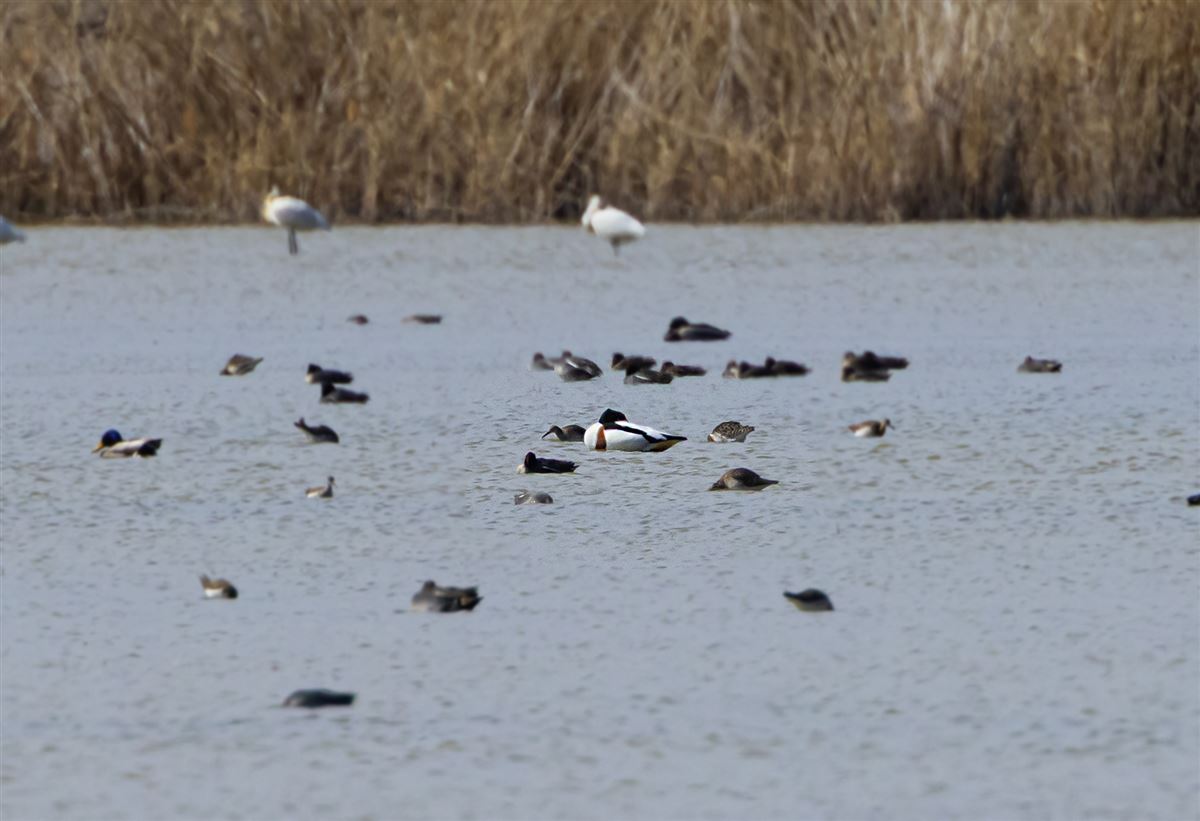 Common Shelduck