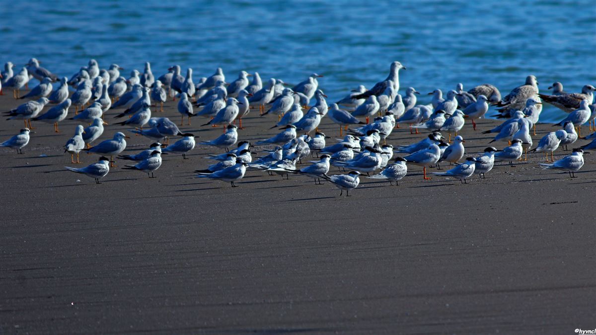 Sandwich Tern