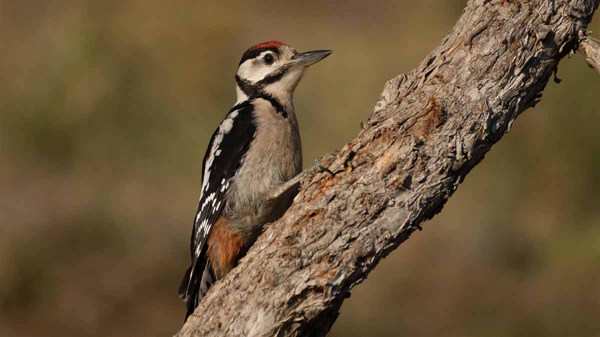Great Spotted Woodpecker