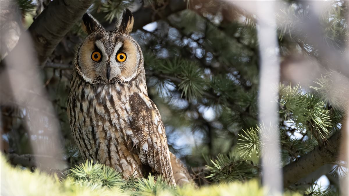 Long-eared Owl