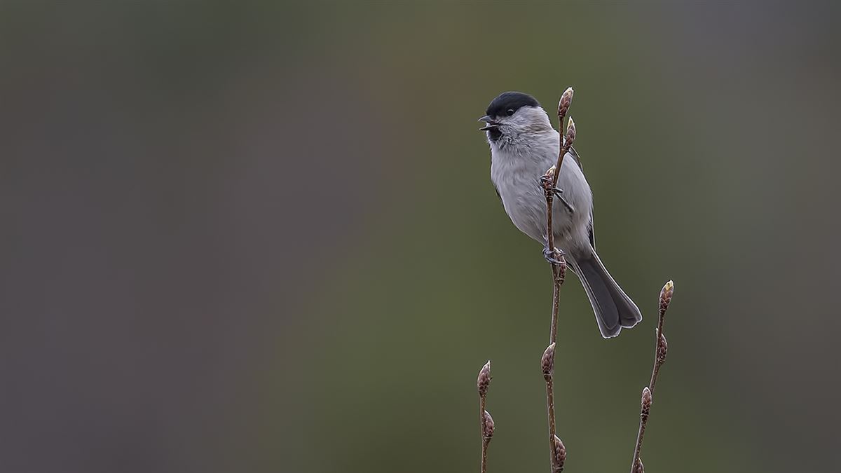 Marsh Tit