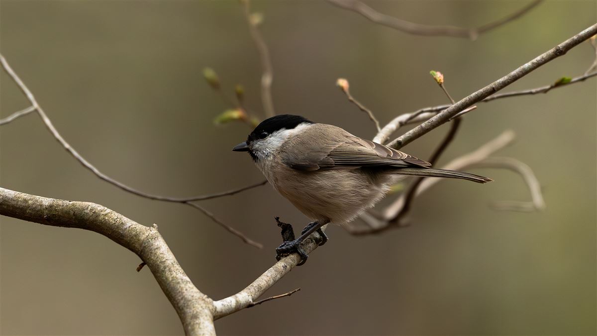 Marsh Tit