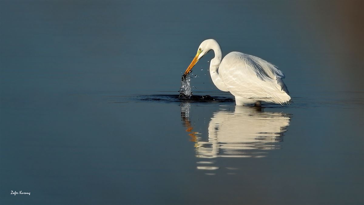 Great Egret