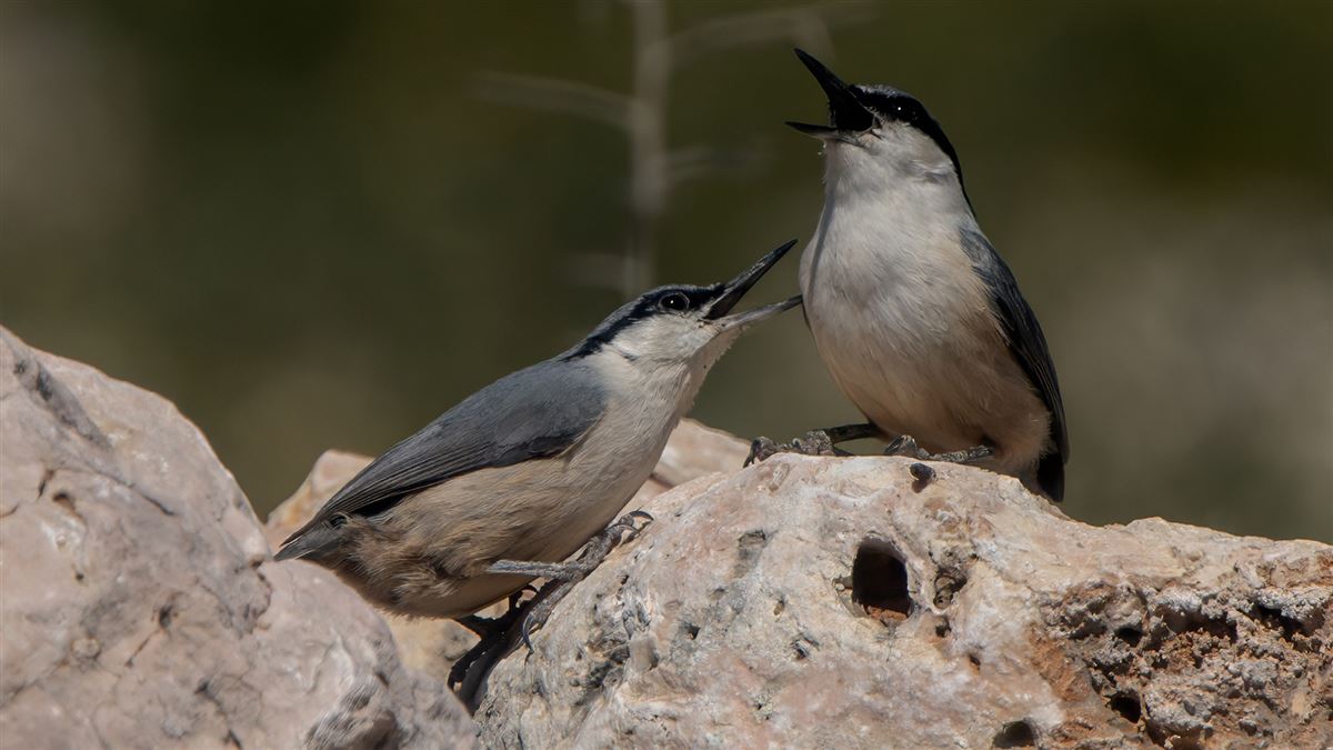 Western Rock Nuthatch