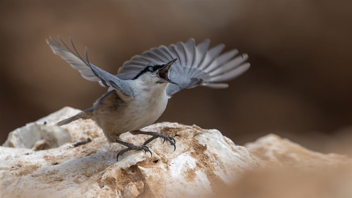 Western Rock Nuthatch