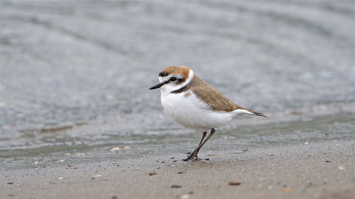 Kentish Plover
