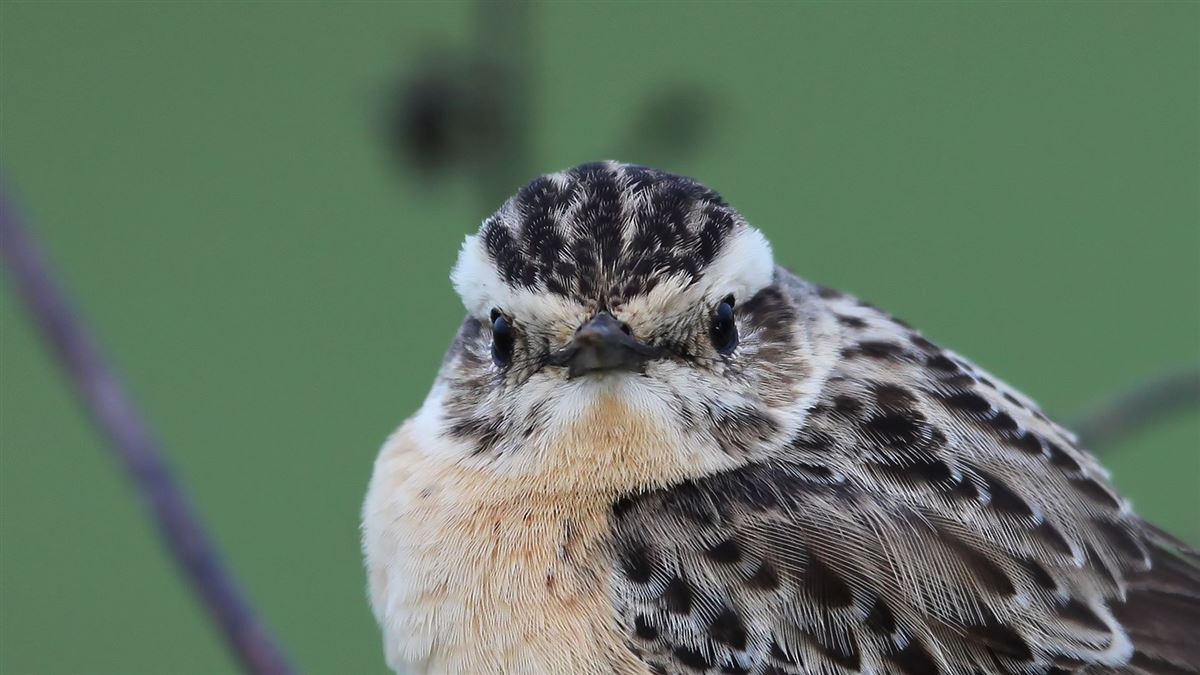 Whinchat