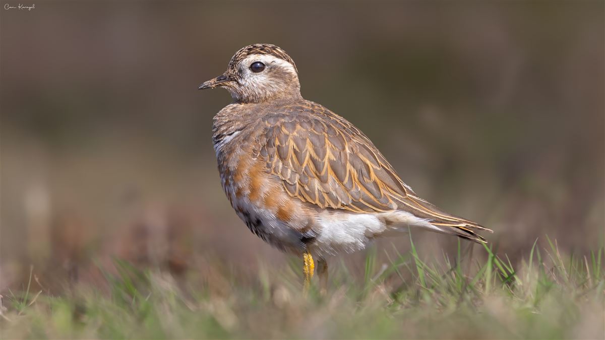 Eurasian Dotterel
