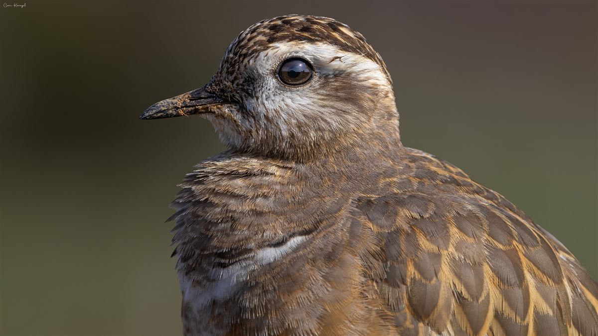 Eurasian Dotterel