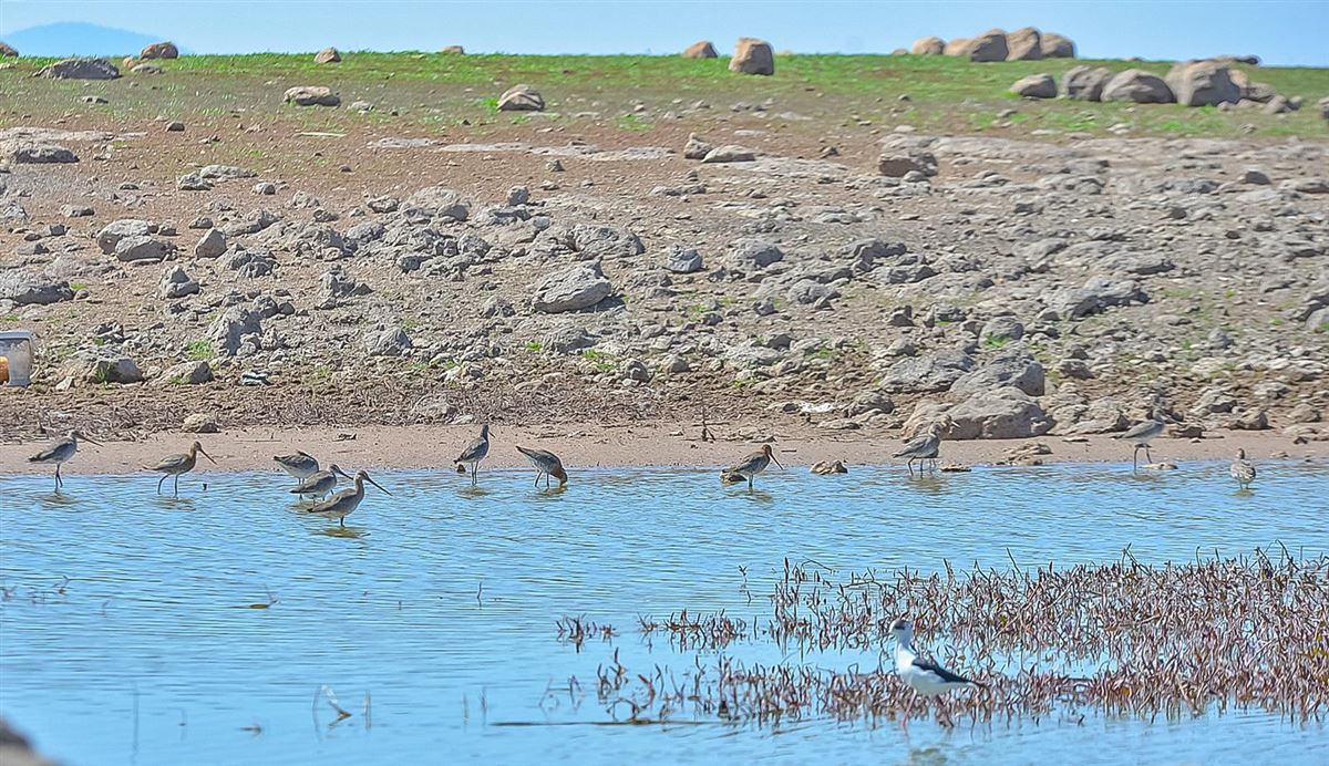 Black-tailed Godwit