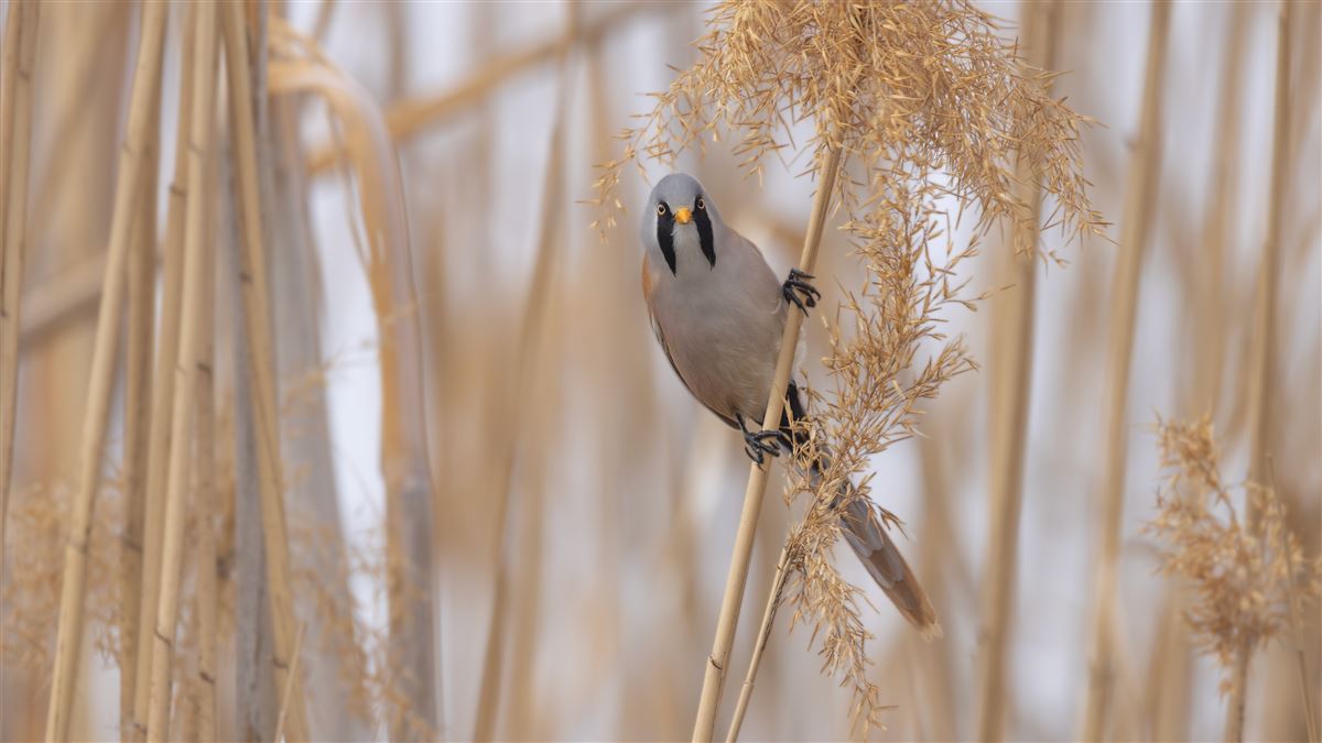 Bearded Reedling