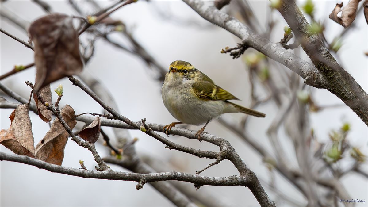 Pallas`s Leaf Warbler