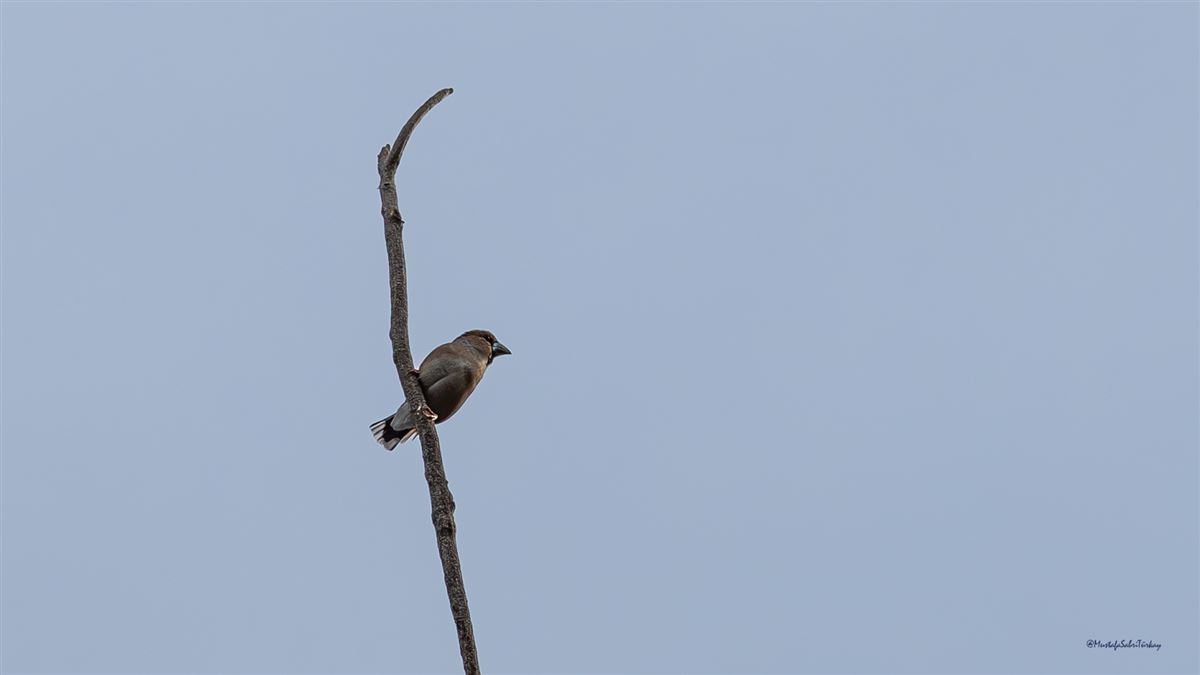 Hawfinch