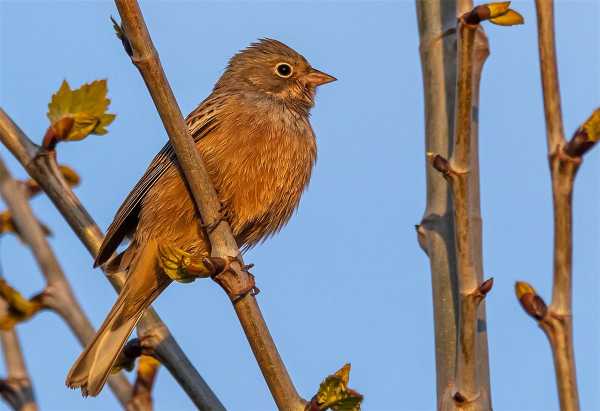 Cretzschmar`s Bunting