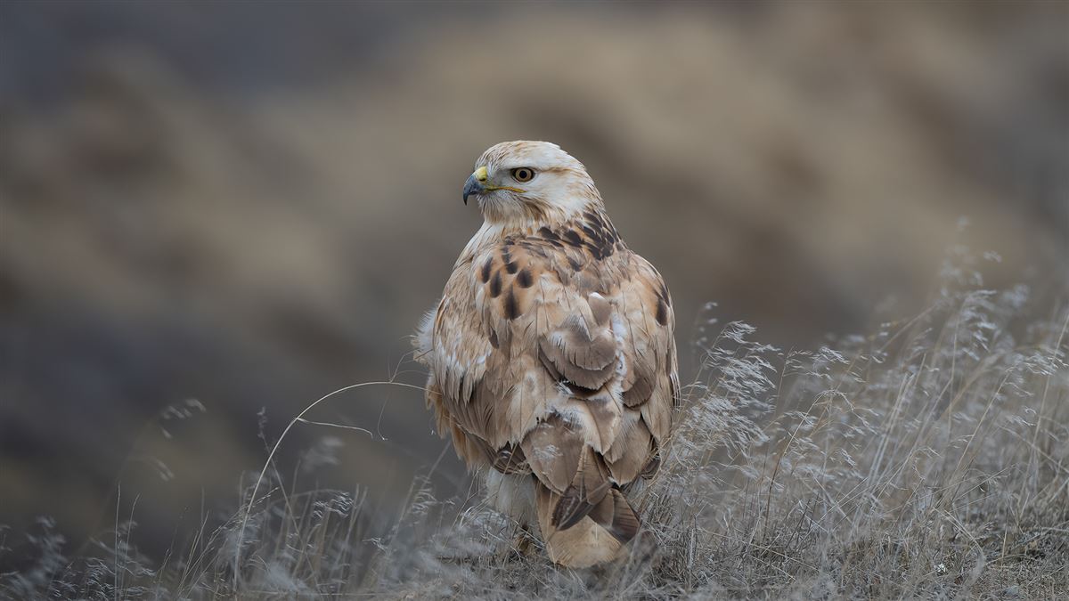 Long-legged Buzzard
